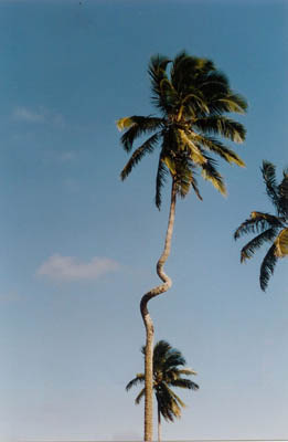 Palm